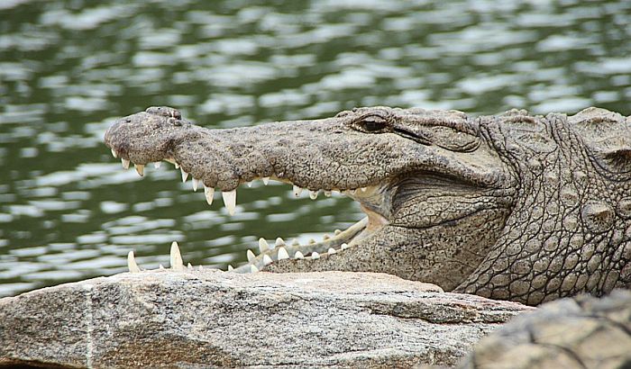 Potraga za krokodilom na jednom od najpopularnijih turističkih ostrva