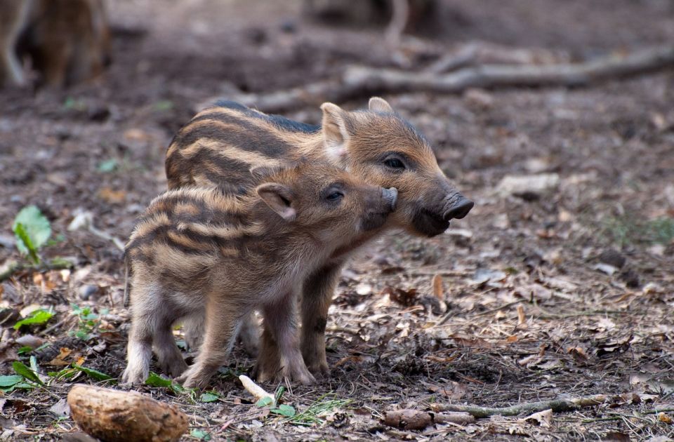 Naučnici otkrili zašto su divlje svinje u Nemačkoj radioaktivne 