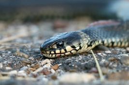 Najezda zmija na Krku, meštani zabrinuti za turističku sezonu