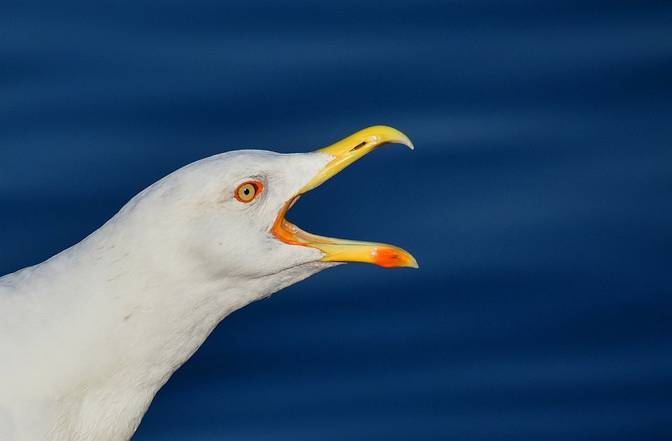 VIDEO Galebovi otimaju hranu turistima u Veneciji: Izdata brošura o ponašanju, a tu su i upozorenja