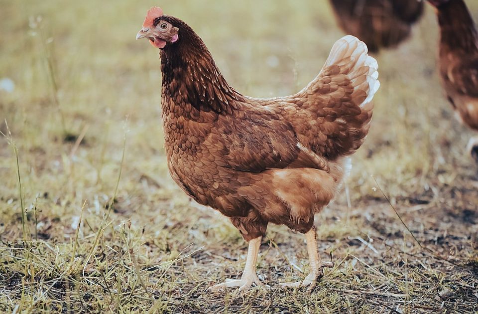 Divlje kokoške maltretiraju meštane sela u Norfolku: Izleću iz šume, uništavaju bašte i bude ih noću