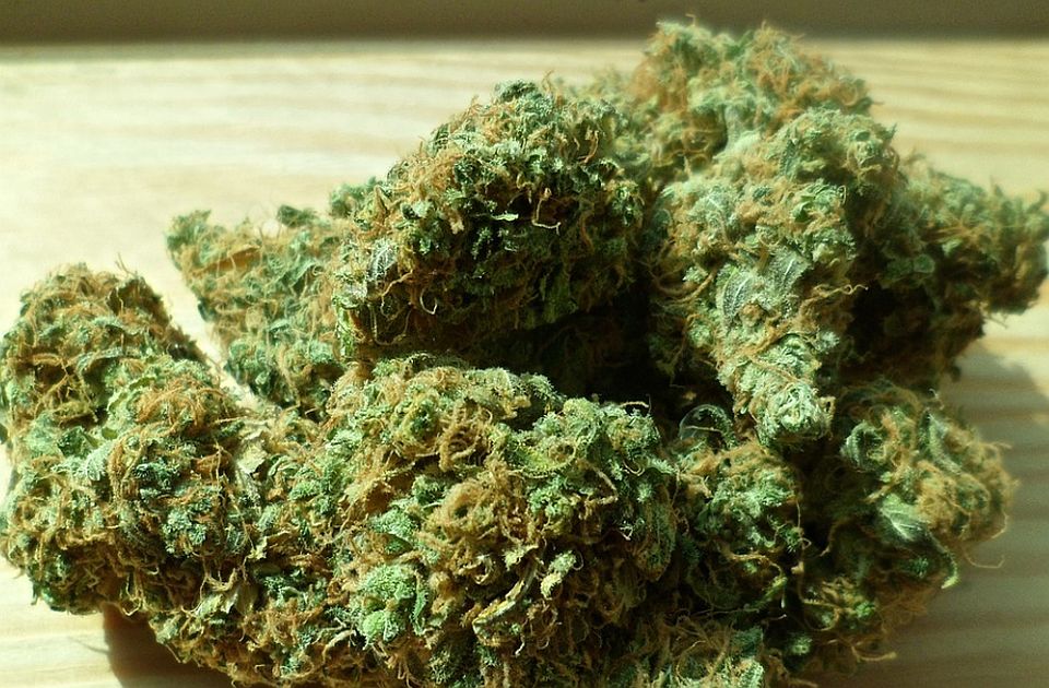 Dva kilograma marihuane prenosio biciklom i u rancu sa natpisom "Glovo"
