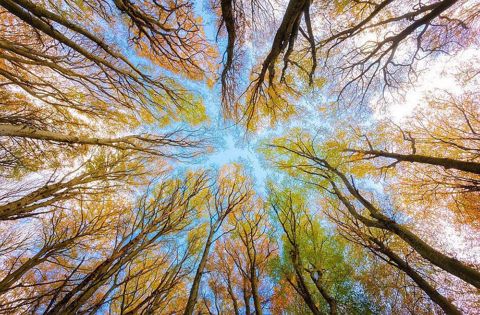 Evropska komisija i Rumunija plaćaće vlasnicima šuma - ako ne poseku stabla
