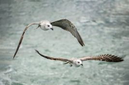 Galebovi napali devojku u Splitu