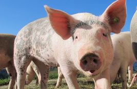 Eutanazija 42.200 svinja zbog afričke kuge: Vlasnicima za nadoknadu štete 500 miliona dinara