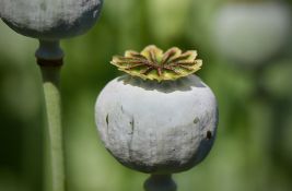 Proizvodnja opijumskog maka u Avganistanu opala za 95 odsto