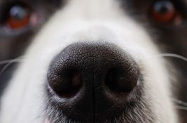 Posebno trenirani pas otkrio zaraženog kovidom na aerodromu u Rumuniji
