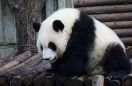 Panda Eršun po drugi put rodila blizance