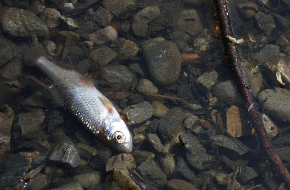 Velika količina ribe uginula kod Arilja: Ko je kriv?