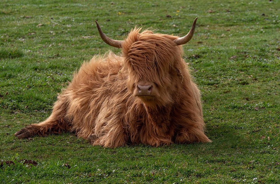 Kina klonira najbolje primerke jakova: Planira da ih serijski uzgaja