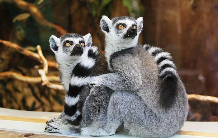 Lemuri ugroženi zbog manje turista na Madagaskaru