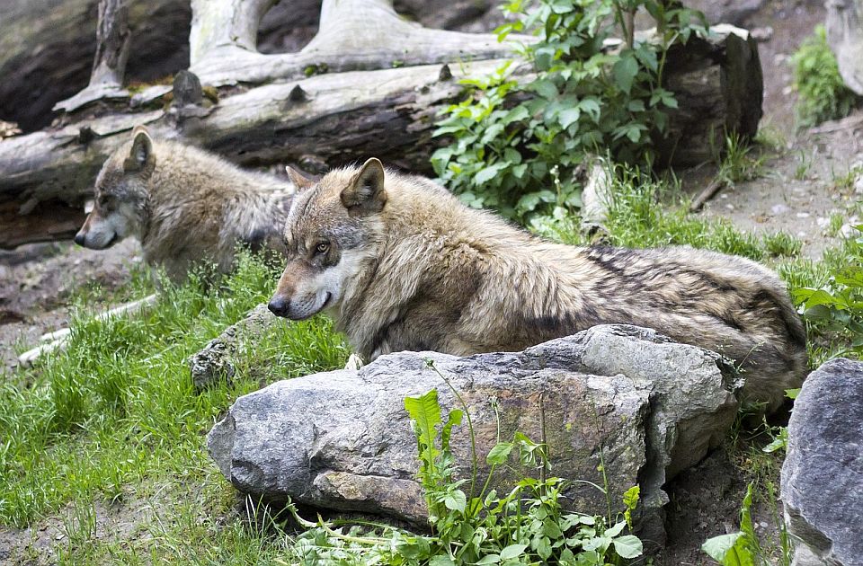 Dete bez nadzora prišlo prostoru sa vukovima u zoo vrtu u SAD, zadobilo lakše povrede