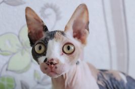 U Holandiji od 1. januara počinje da važi više od 80 novih zakona, pa i onaj o bezdlakim mačkama