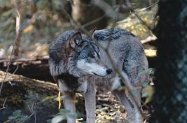 Vuk pokušao da pobegne iz zoo vrta u Tokiju, ali nije stigao daleko