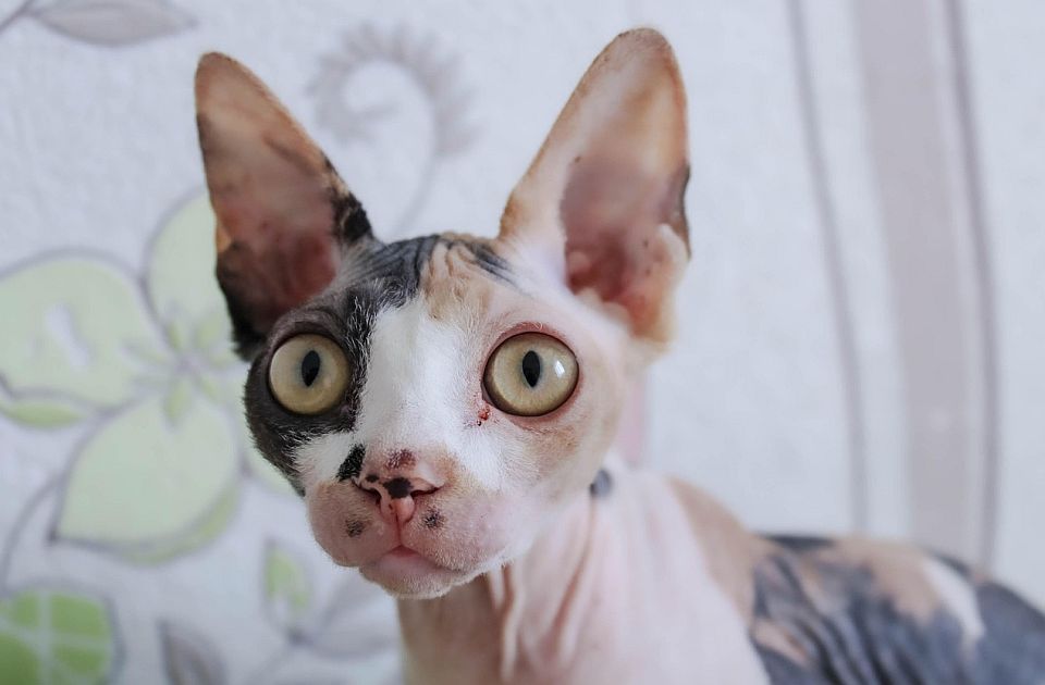 U Holandiji od 1. januara počinje da važi više od 80 novih zakona, pa i onaj o bezdlakim mačkama