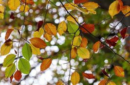 Danas u Novom Sadu tmurnije, hladnije, a moguća je i kiša