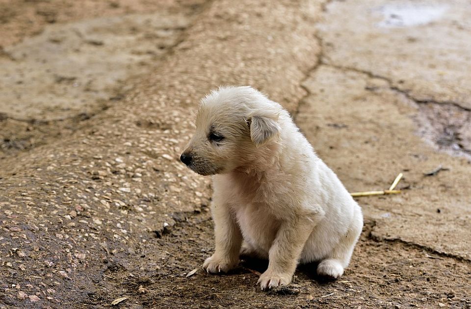 U Britaniji sve više napuštenih kućnih ljubimaca 