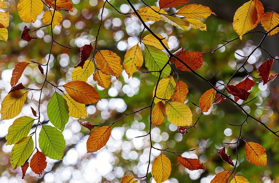 Danas u Novom Sadu tmurnije, hladnije, a moguća je i kiša