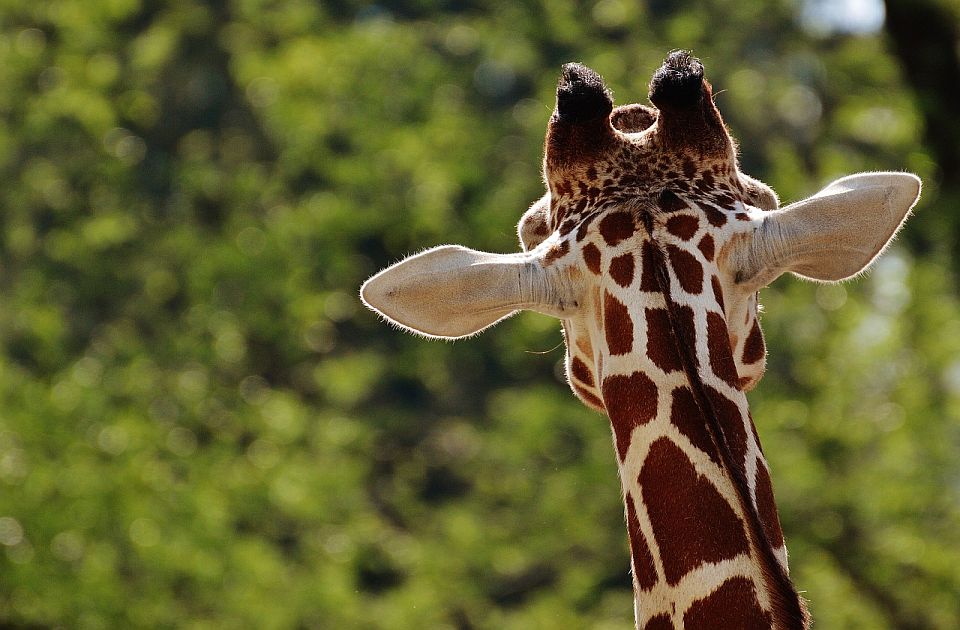 Beogradski zoološki vrt traži način da sankcioniše tiktokera koji je maltretirao žirafu
