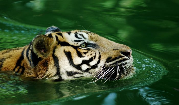 Tigar u njujorškom zoološkom vrtu zaražen virusom korona
