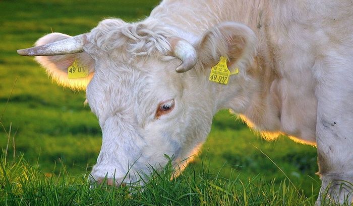 Krava probila metalnu ogradu u begu od klanice, sada živi sama na ostrvu