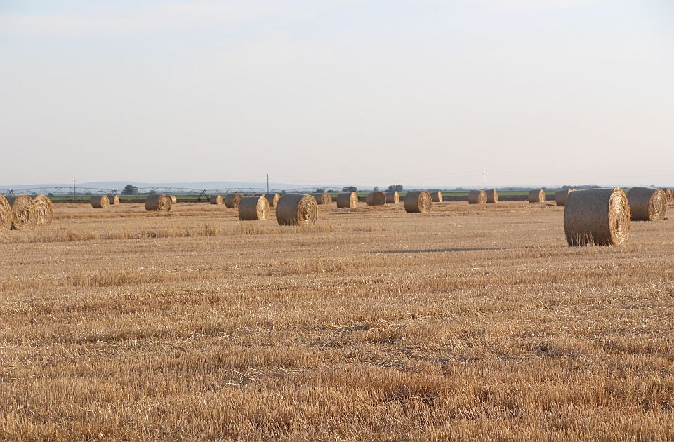  Vlada odobrila izvoz pšenice i kukuruza u Italiju