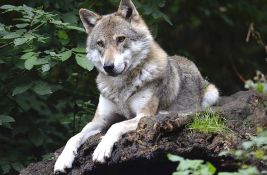 Holandski sud dozvolio pucanje iz pejntbol pušaka na vukove