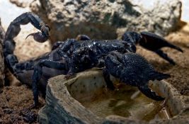 VIDEO: Kustos njujorškog muzeja pokušao da prošvercuje 1.500 otrovnih škorpiona i paukova iz Turske