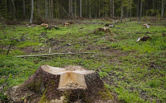 Šumokradice svakodnevno unište desetine hektara stabala