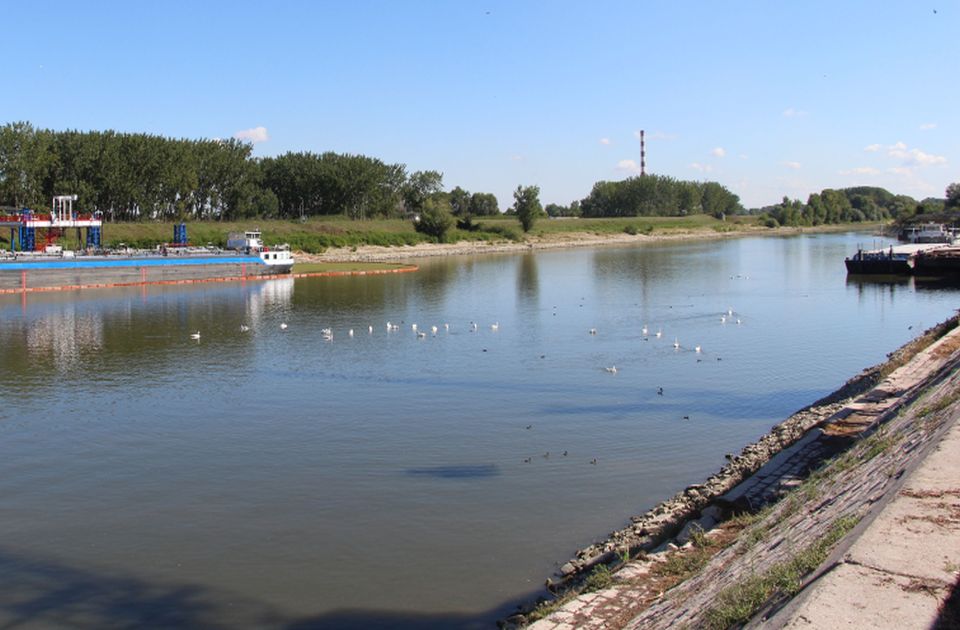 Ptičji grip otkriven kod mrtvog labuda u kanalu DTD u Novom Sadu