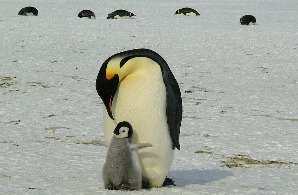 Na desetine hiljada mladunaca carskih pingvina uginulo zbog nedostatka leda 