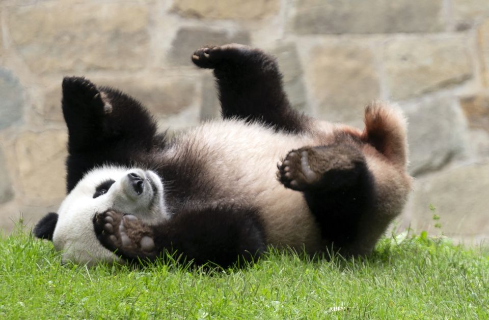 Nastavlja se "panda diplomatija": Dva "bambusova medveda" stižu iz Kine u San Dijego 