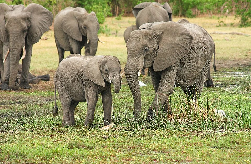 FOTO: Porodica vozilom udarila bebu slona, krdo slonova izgazilo automobil