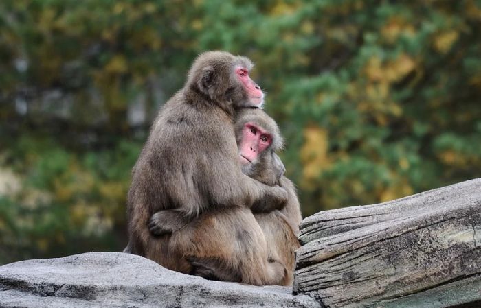 Na Gibraltaru zabranjeno dodirivati makaki majmune 