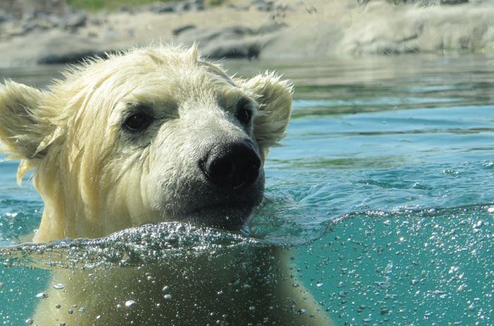 Polarni medved pronađen kako pliva 700 km daleko od Arktika