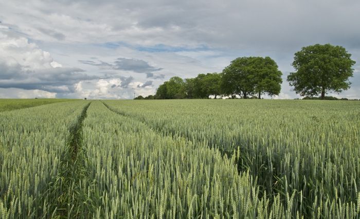 Tri decenije pokušava da vrati pet hektara oranica - poklon od kralja