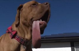 VIDEO: Pas Ozi je novi rekorder - ima najduži jezik na svetu