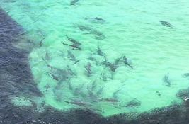 VIDEO: Ovako izgleda kada se hrani jato od stotinak ajkula