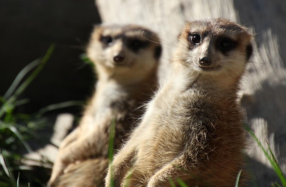 Ljudi su po monogamiji sličniji merkatima nego šimpanzama