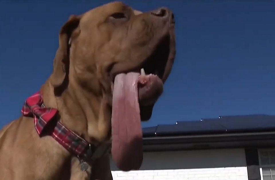 VIDEO: Pas Ozi je novi rekorder - ima najduži jezik na svetu