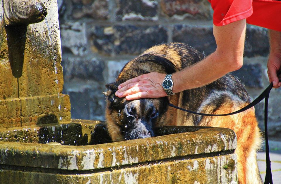Upozorenje veterinara: Opekotine od sunca su izuzetno opasne po kućne ljubimce