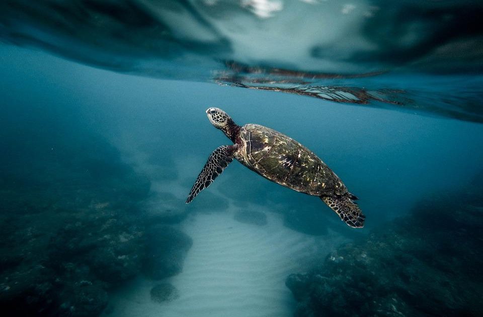 Neobično otkriće naučnika: Toplija leta utiču na pol kornjača na Floridi 