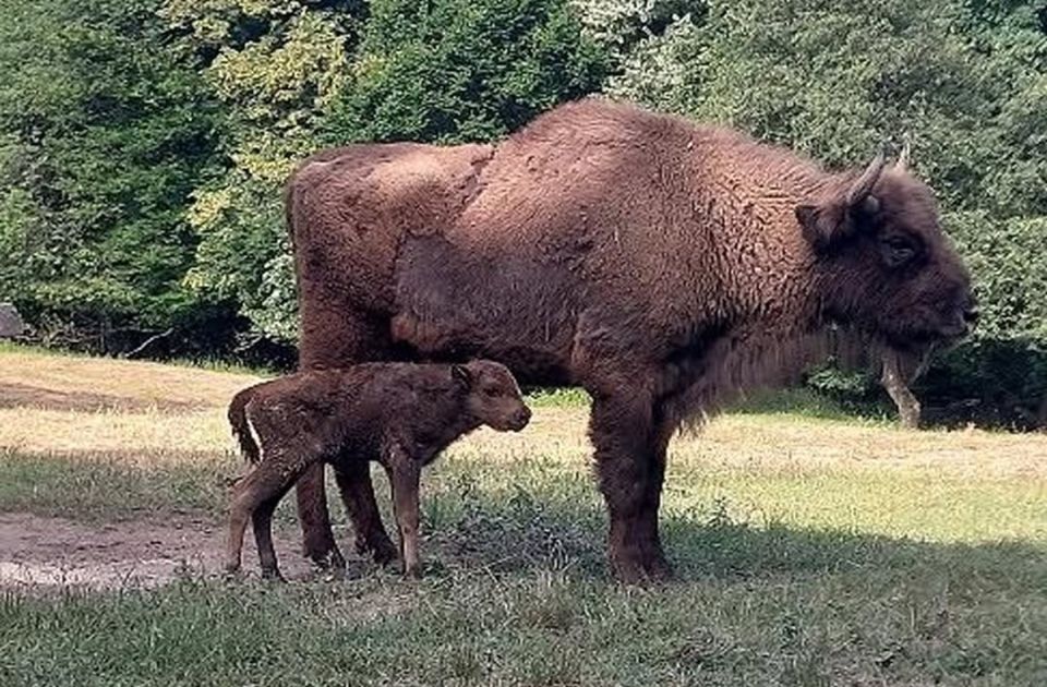 FOTO Lepe vesti sa Fruške gore: Nova beba u stadu evropskih bizona
