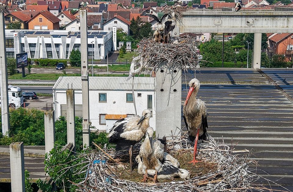 FOTO: Novi Sad dom jedne od najvećih kolonija belih roda u Evropi - čak 75 aktivnih gnezda
