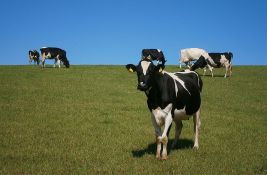 Precenjeni dinar gasi proizvodnju mleka u Srbiji
