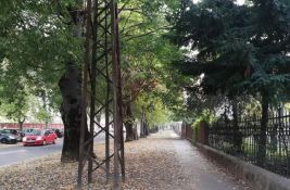 Planira se potpuna obnova ulice sa predivnim drvoredom: Sedam meseci, više faza, zabrana saobraćaja