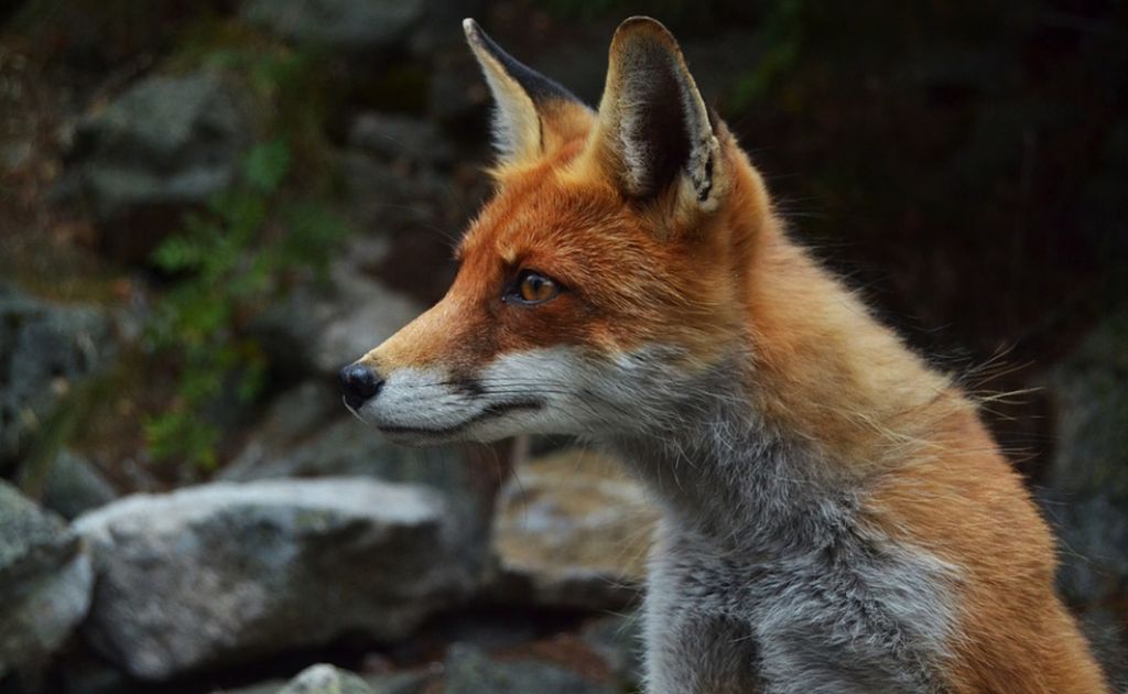 Lisica se prošetala u dvorištu zrenjaninske osnovne škole 