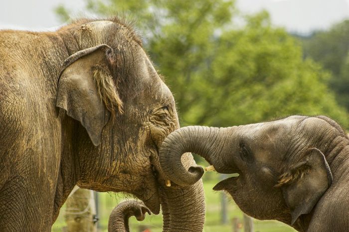 Istraživanje pokazalo: Slonovi zevaju kada vide svoje omiljene čuvare da to rade