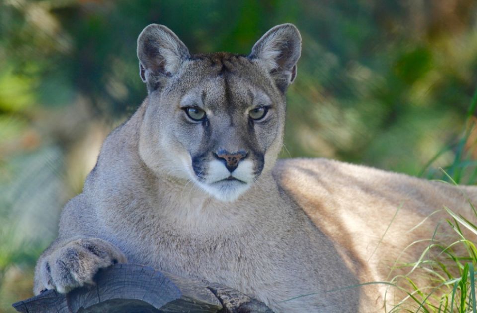 Uhvaćena puma koja je proteklih dana primećena na severu Poljske