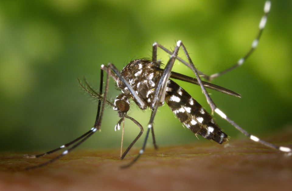 Planira se ispuštanje 800.000 sterilnih komaraca u Novom Sadu - evo i zašto